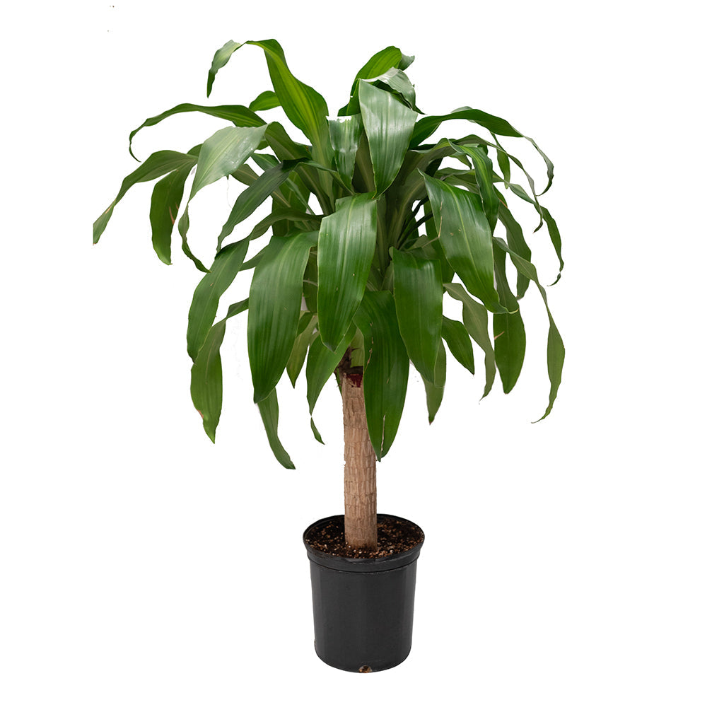 Dracaena Massangeana 10"