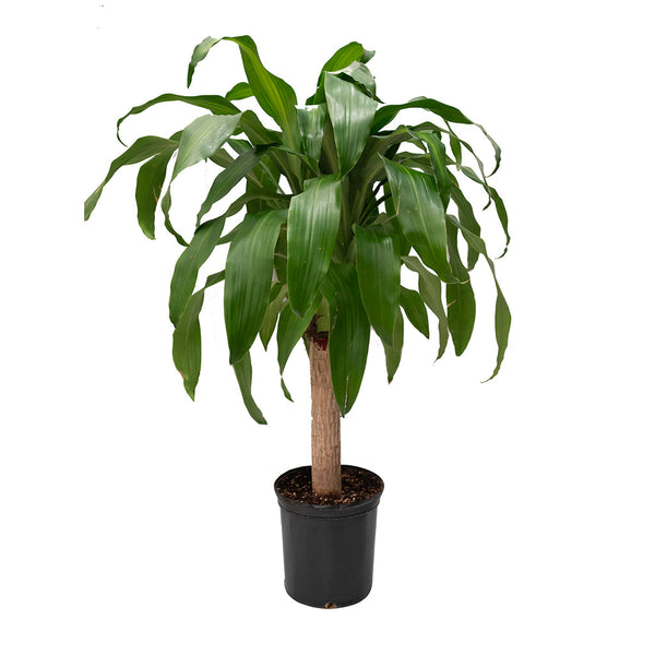 is zz plant a succulent ZZ Plant | Low Light Plants & Houseplants Delivery main image 1