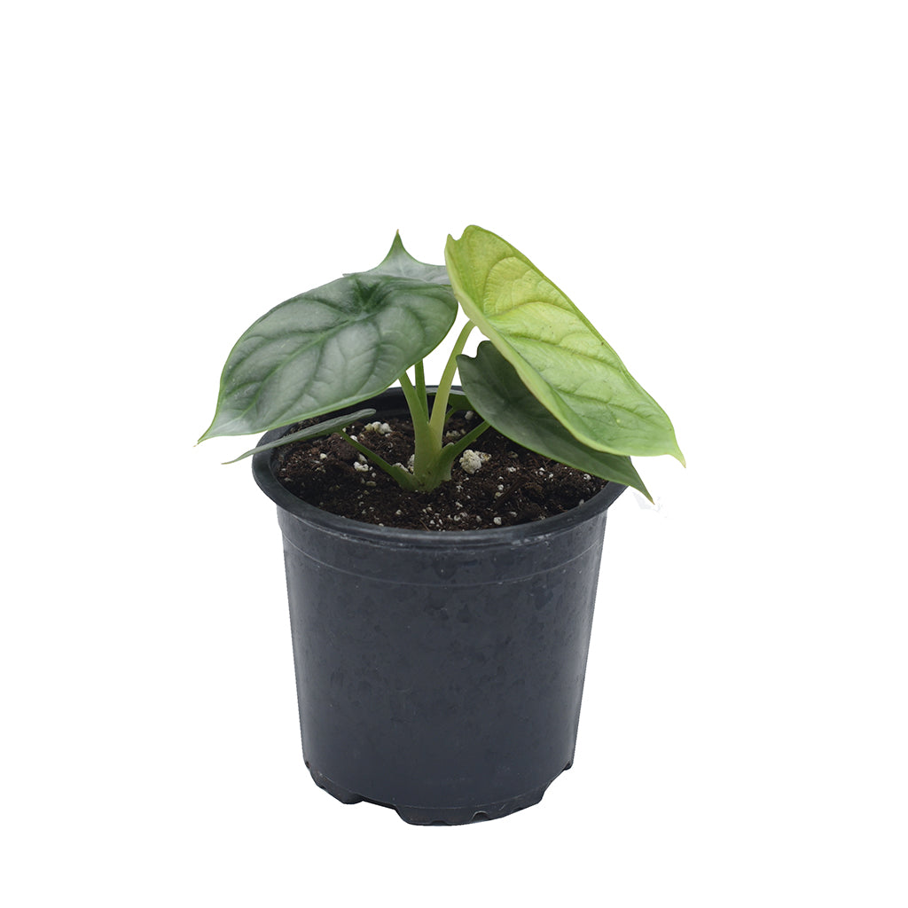 Alocasia/Elephant Ear Silver Dragon 4"