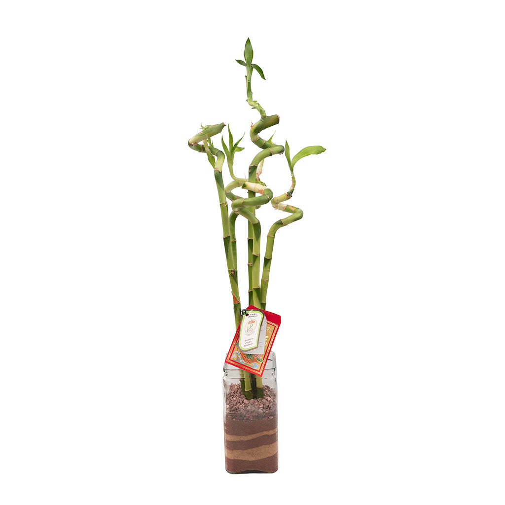Bamboo 'Lucky' 5Pc Arrangement 20"