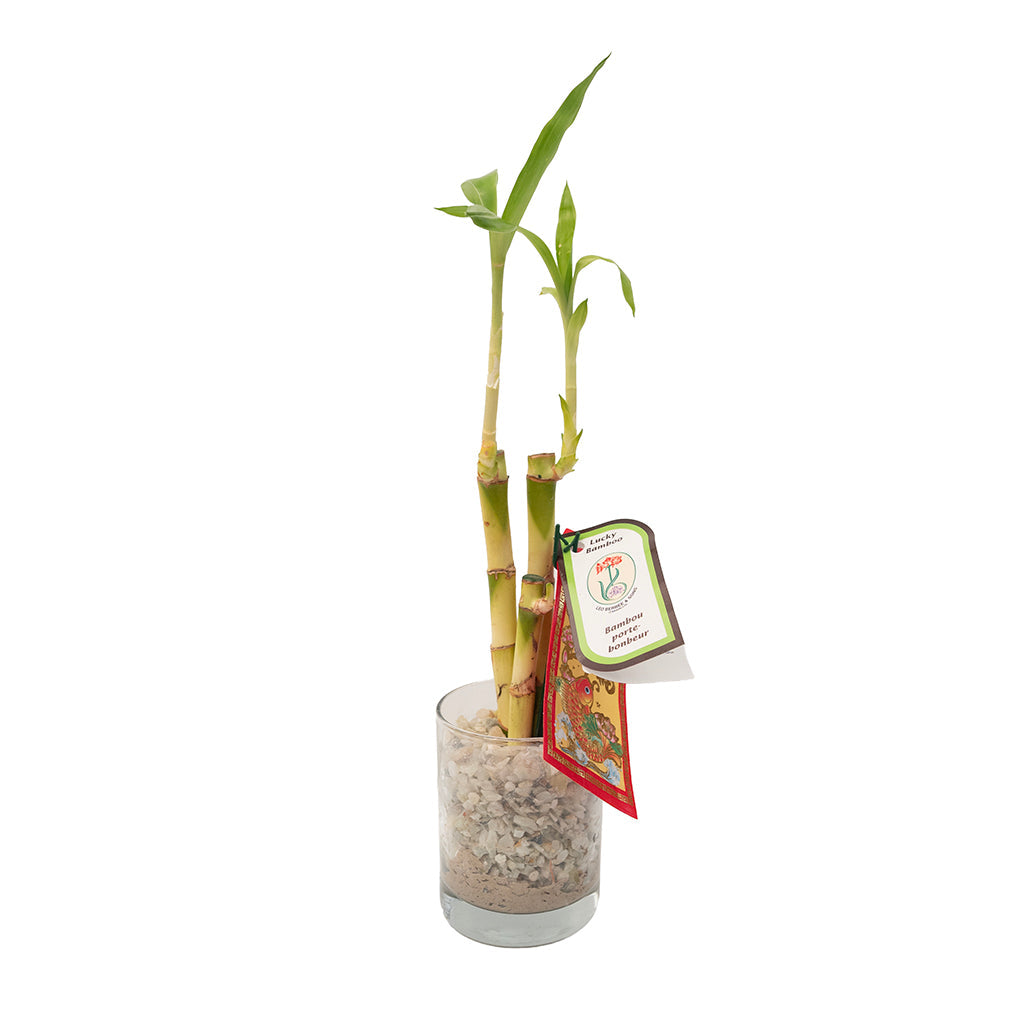 lucky bamboo richardson Bamboo 'Lucky' Stick Straight 6