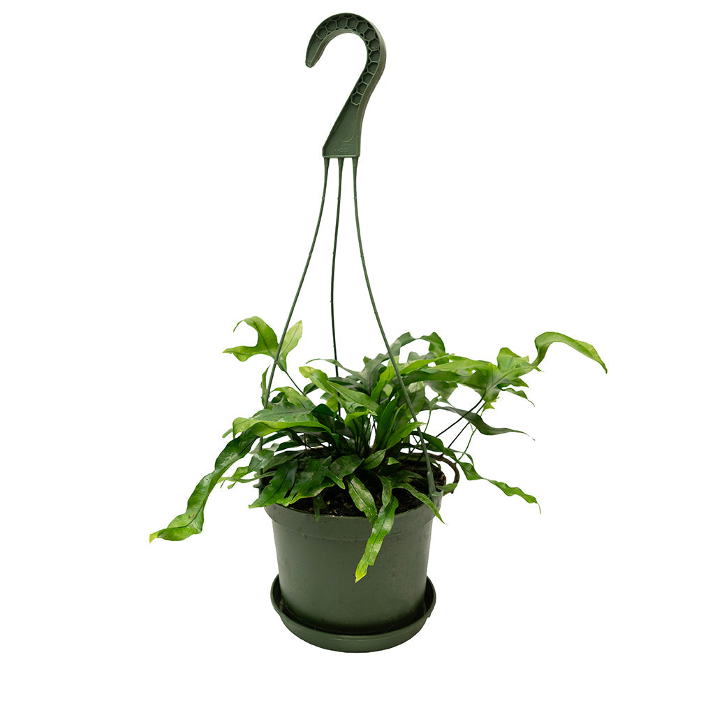 Microsorum Diversifolius/Fern Kangaroo Paw Hb 6"