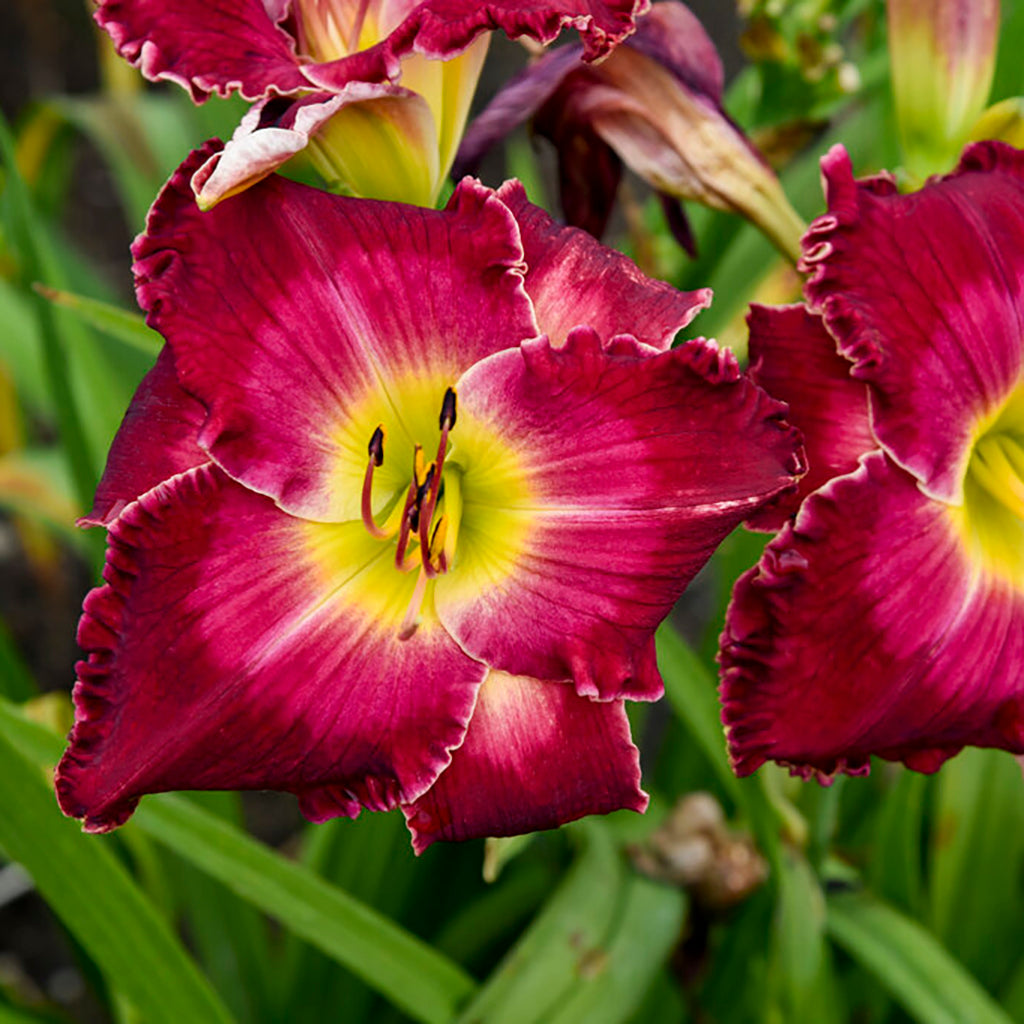 Rainbow Rhythm® Blood, Sweat And Tears Daylily # 1 Pw Cont