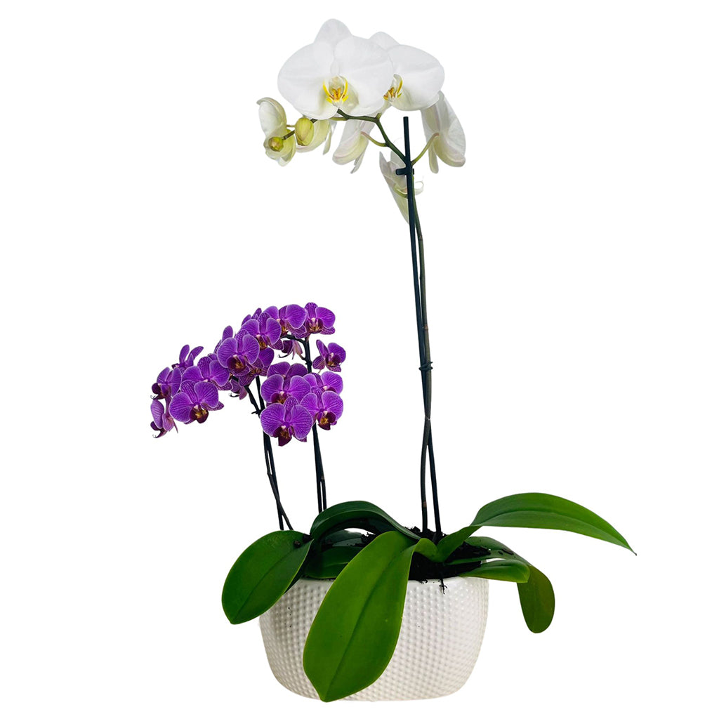 Sheridan Exclusive Mama And Mini Duo Planter 8"