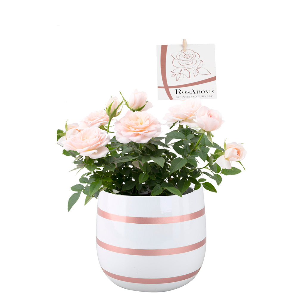 Rosa Roma Mini Rose In Striped Ceramic Pot 4"