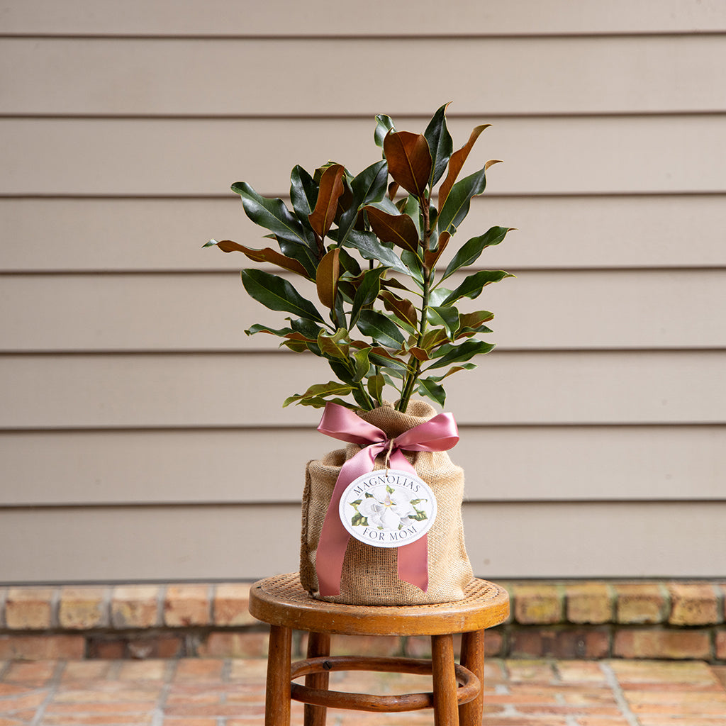 Pre-Potted Magnolia Tree Mother's Day Edition 6In