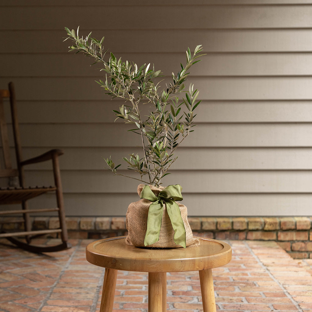 Pre-Potted Olive Tree Mother's Day Edition 6In