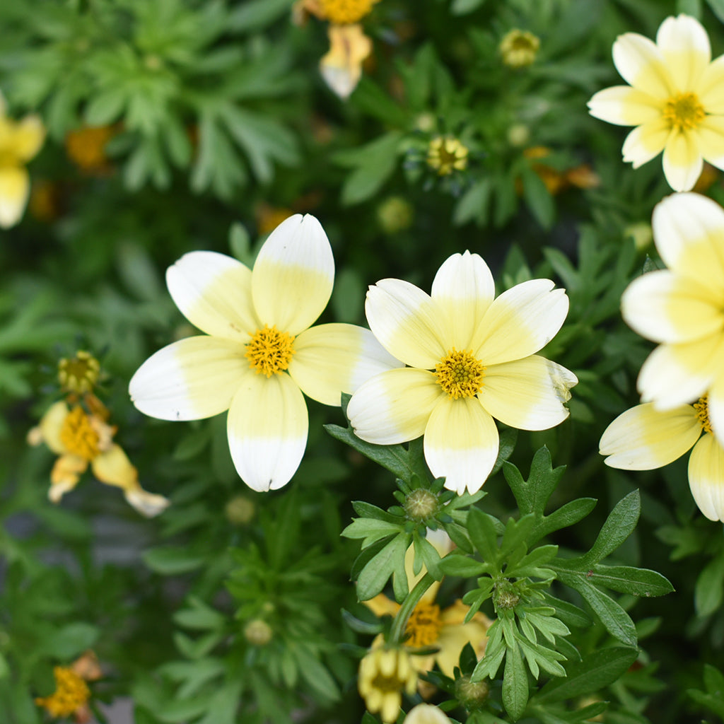 SN Bidens 4.33"