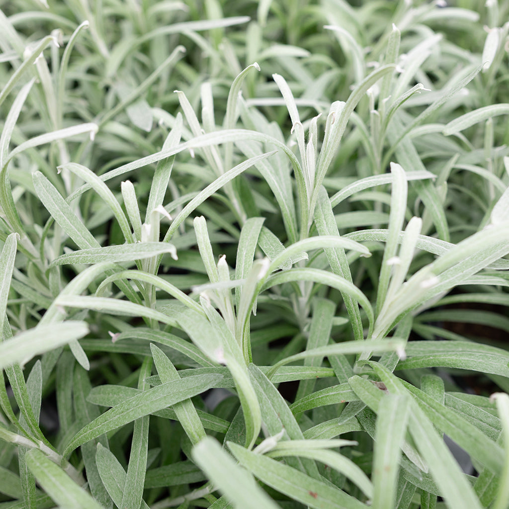 SN Helichrysum 4.33"