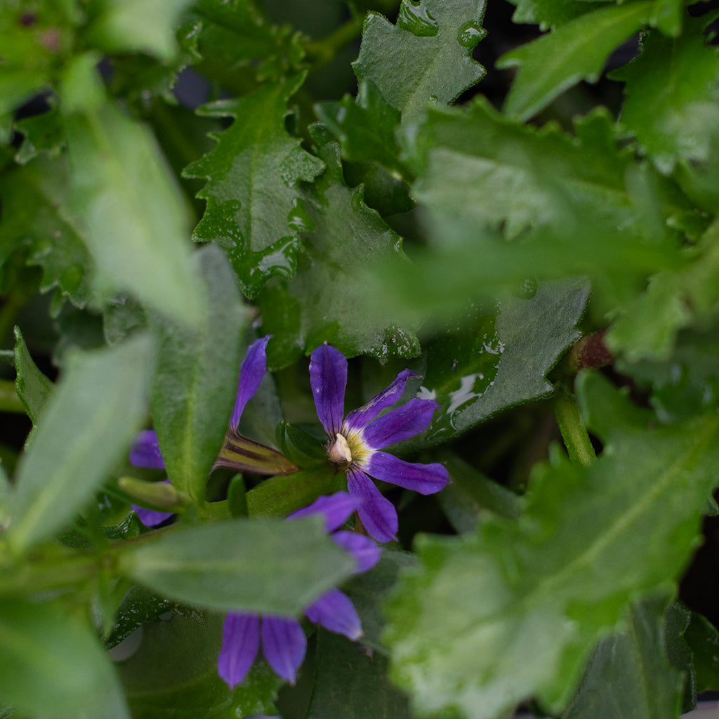 SN Scaevola 4.33"
