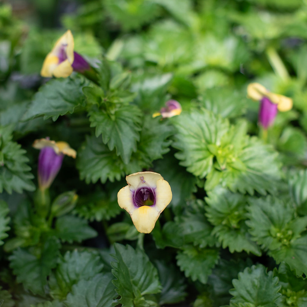 SN Torenia 4.33"