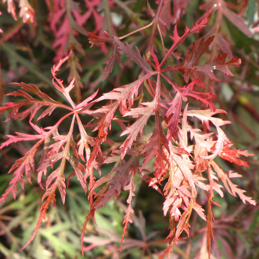Hana Matoi Cutleaf Japanese Maple #10 Cg