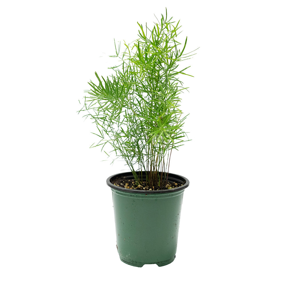Plumosa/Climbing Asparagus Fern 4"