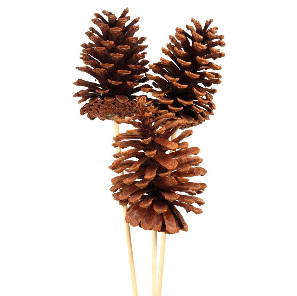 Pinecone Large On Stem 3 Pc Natural