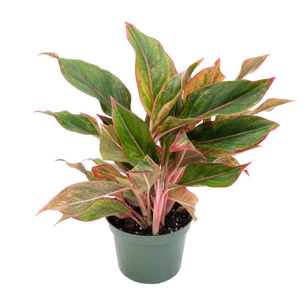 aglaonema garnet coltrane Aglaonema/Chinese Evergreen 'Garnet Coltrane' 6"