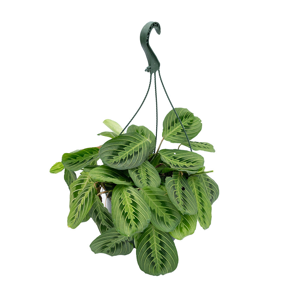 Maranta &#39;Watermelon&#39; Hanging Basket 8&quot;