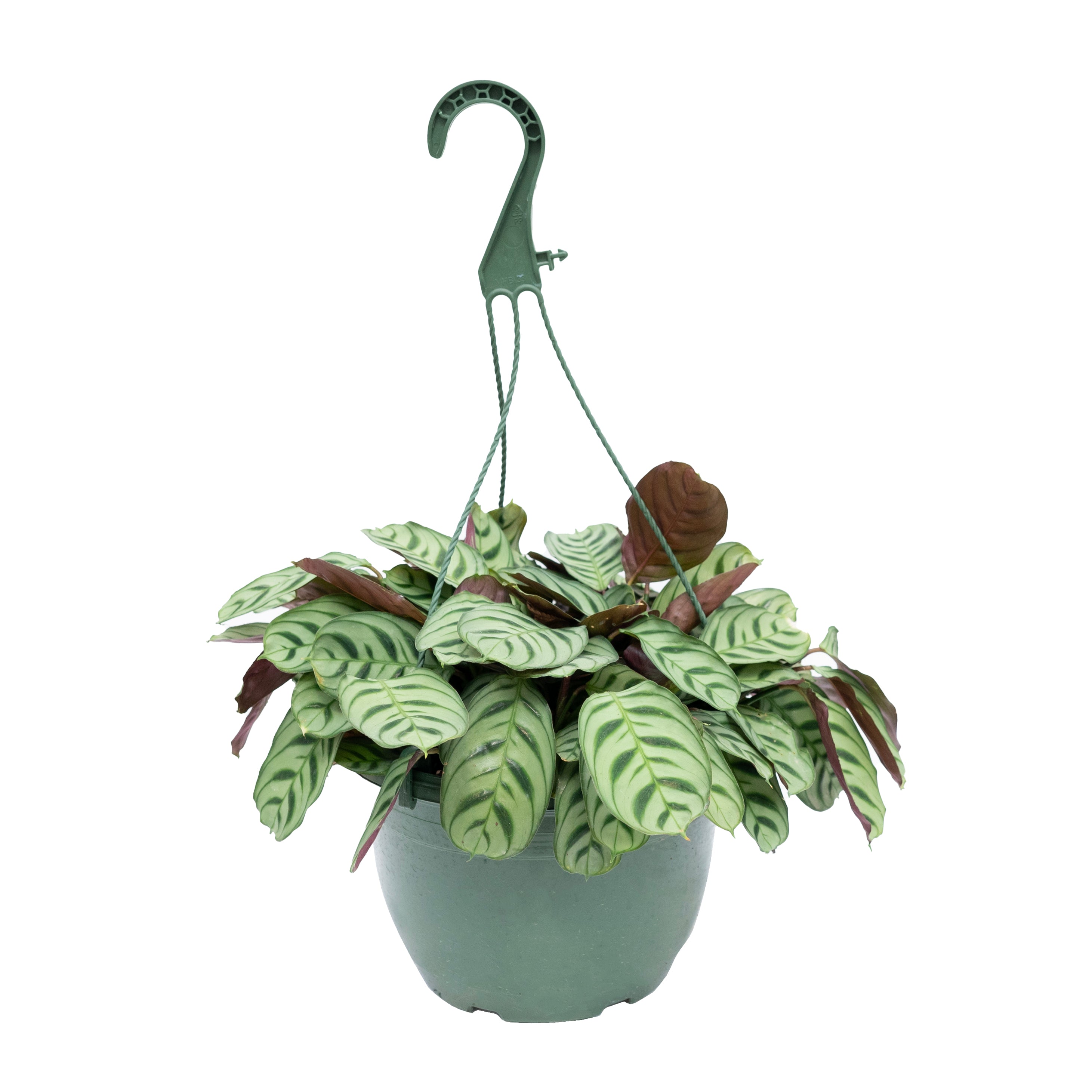 calathea hanging plant Calathea Burle Marx Hanging Basket 8"