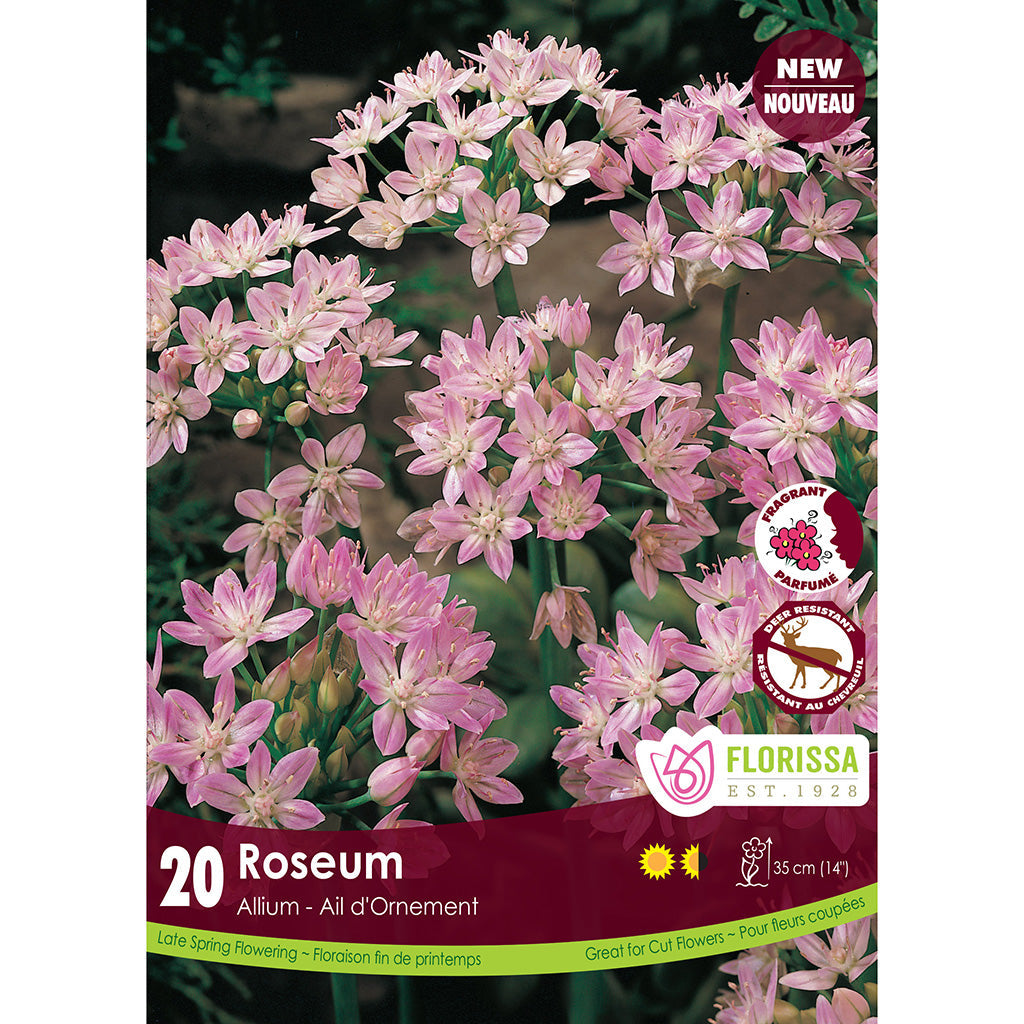 Allium - Roseum