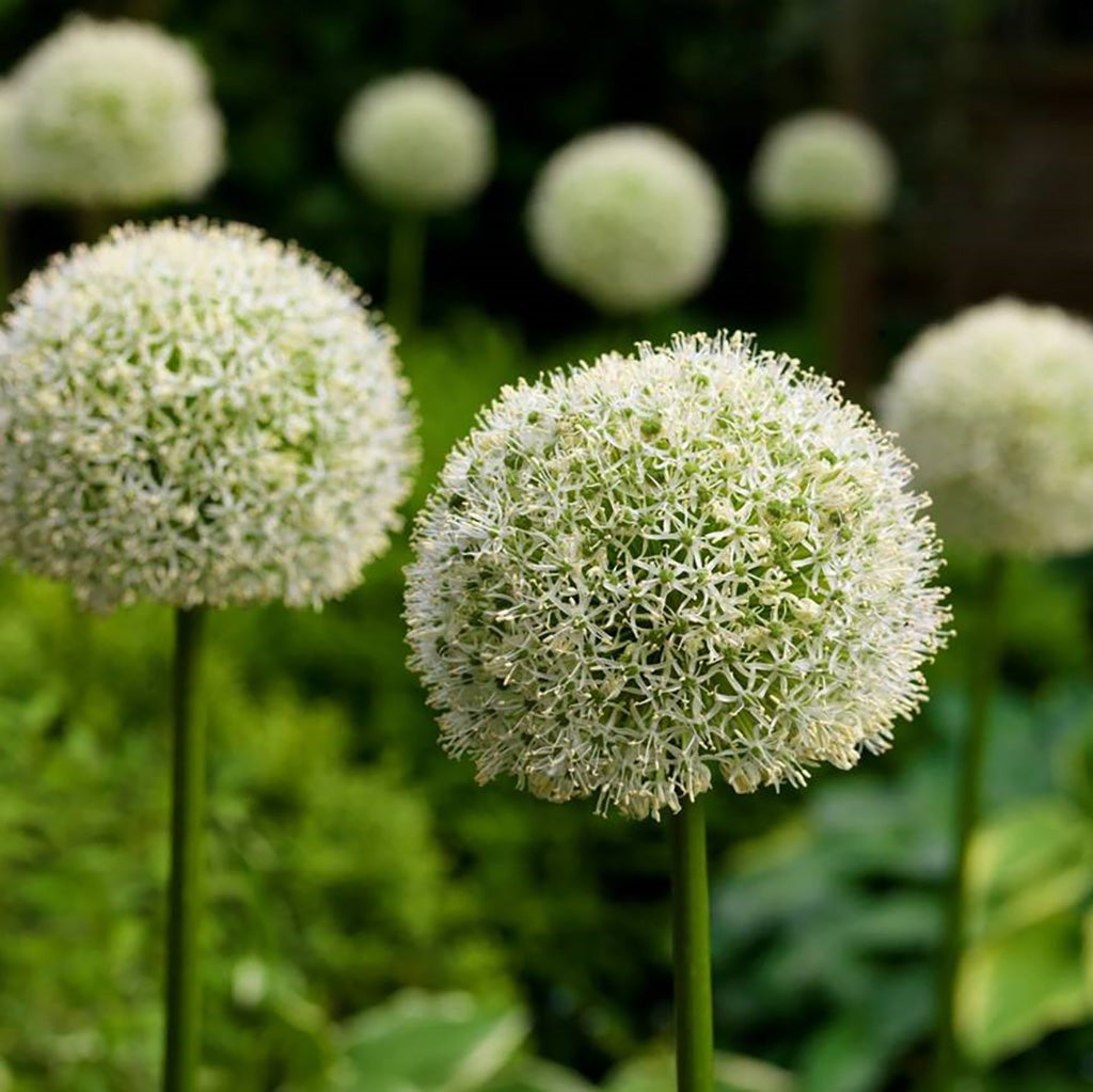 Allium - White Giant