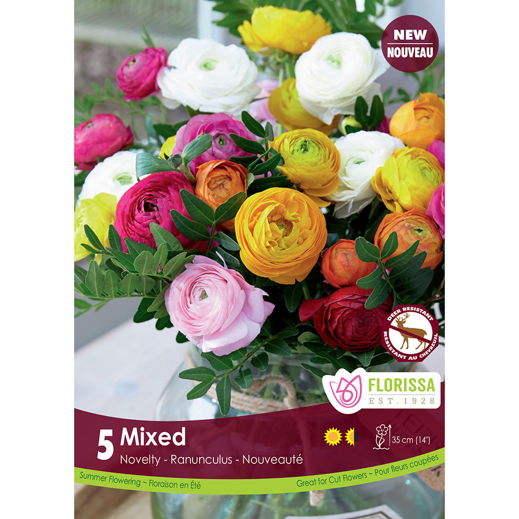 Ranunculus - Mixed