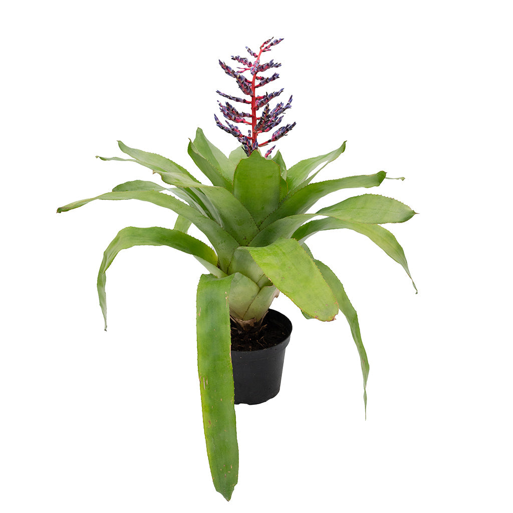 Bromeliad Del Mar 6&quot;