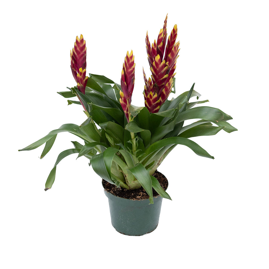 Bromeliad Vrisea 'Multi' 6"