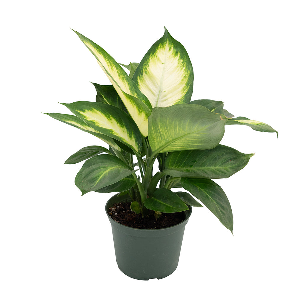 dieffenbachia marianne vs camille Dieffenbachia Marianne 6"