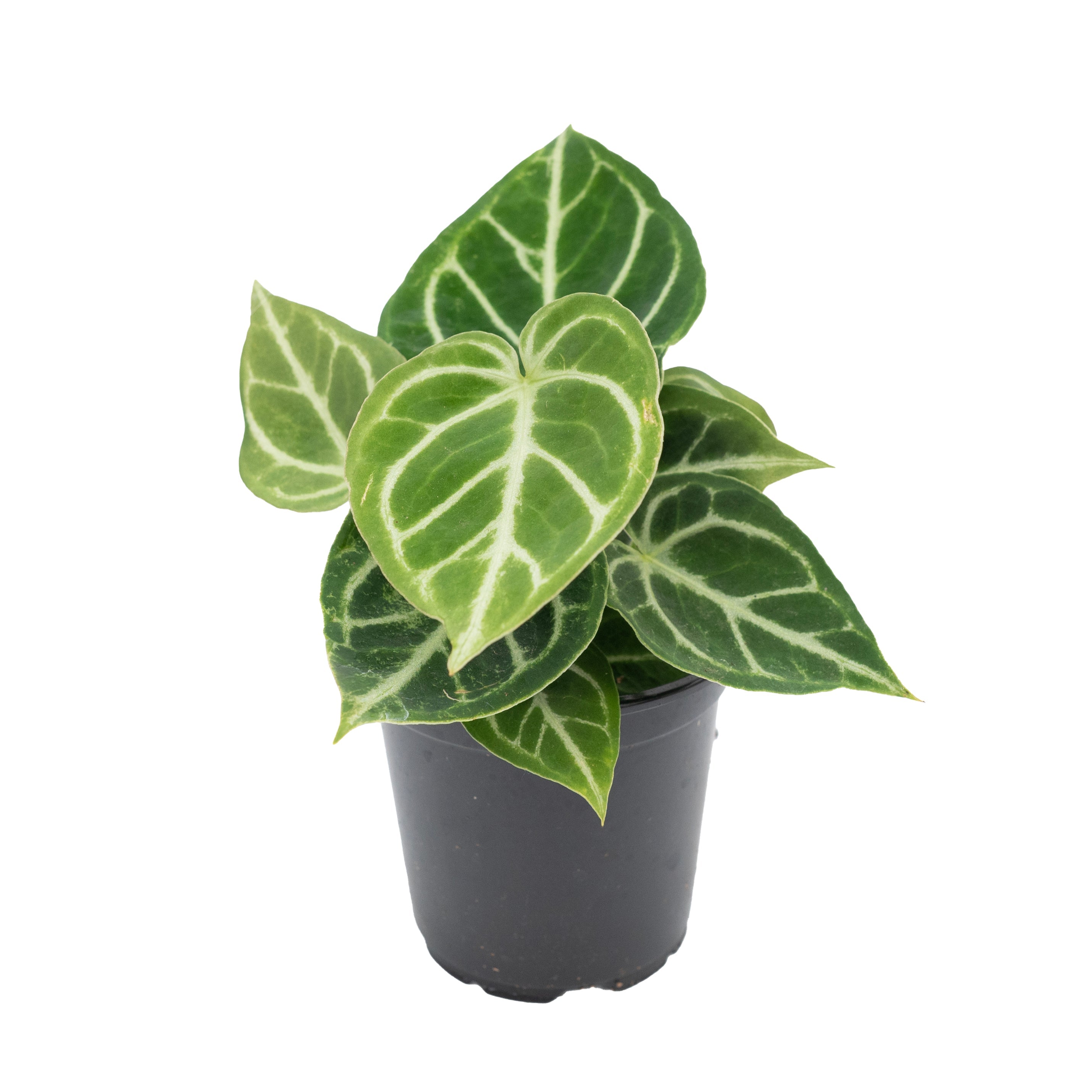 anthurium cryptocurrency Anthurium Crytsallinum 4"