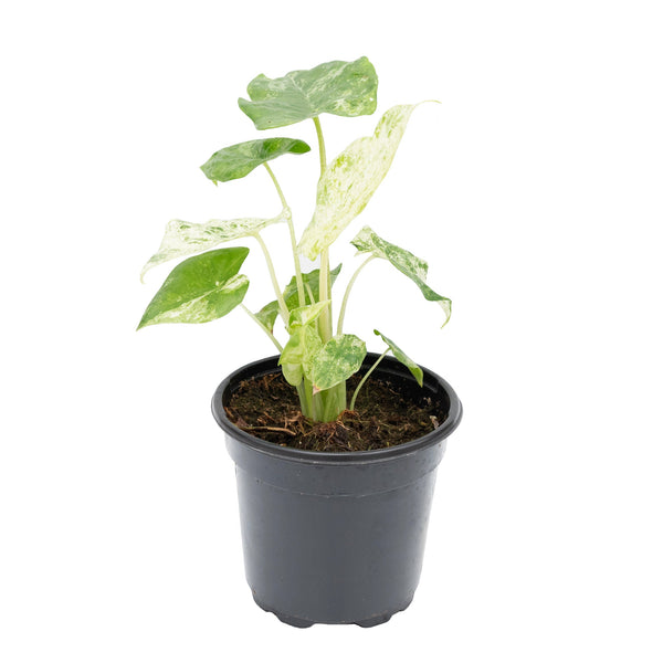 Alocasia Macrorrhiza Camoflauge Variegated 4