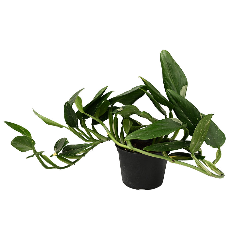 philodendron cobra monstera standleyana Monstera Standleyana Albo Variegata 6"