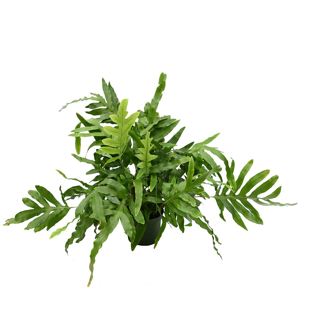 Blue Star Fern 6&quot;