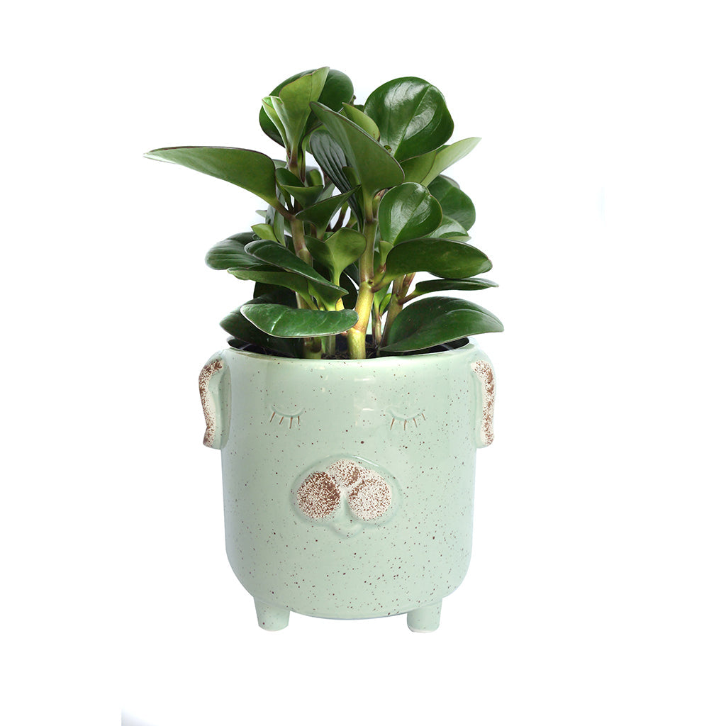 Assorted Tropical Foliage in Animal Pot 5"