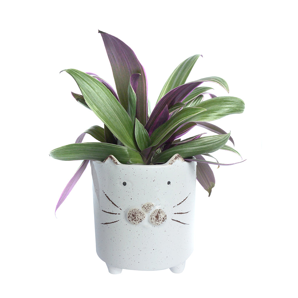 Assorted Tropical Foliage in Animal Pot 5"