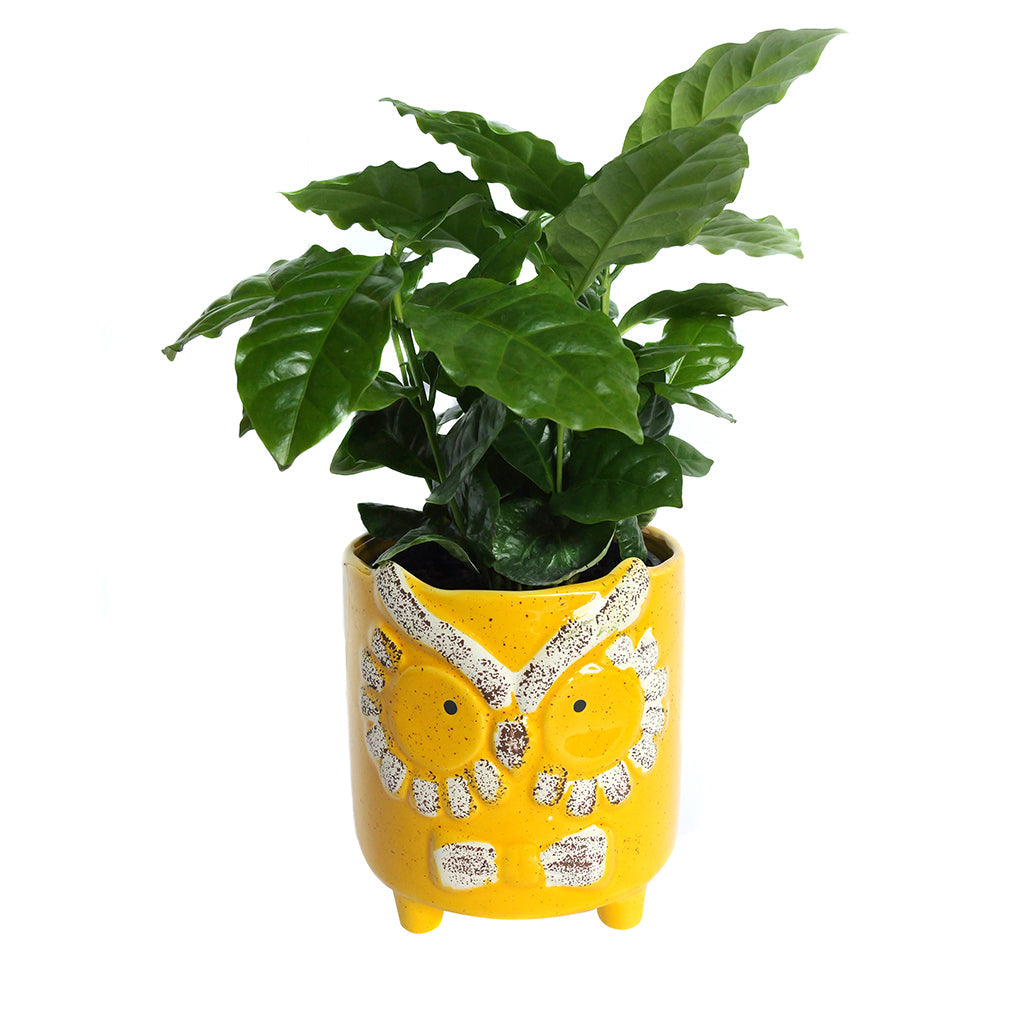 Assorted Tropical Foliage in Animal Pot 5"