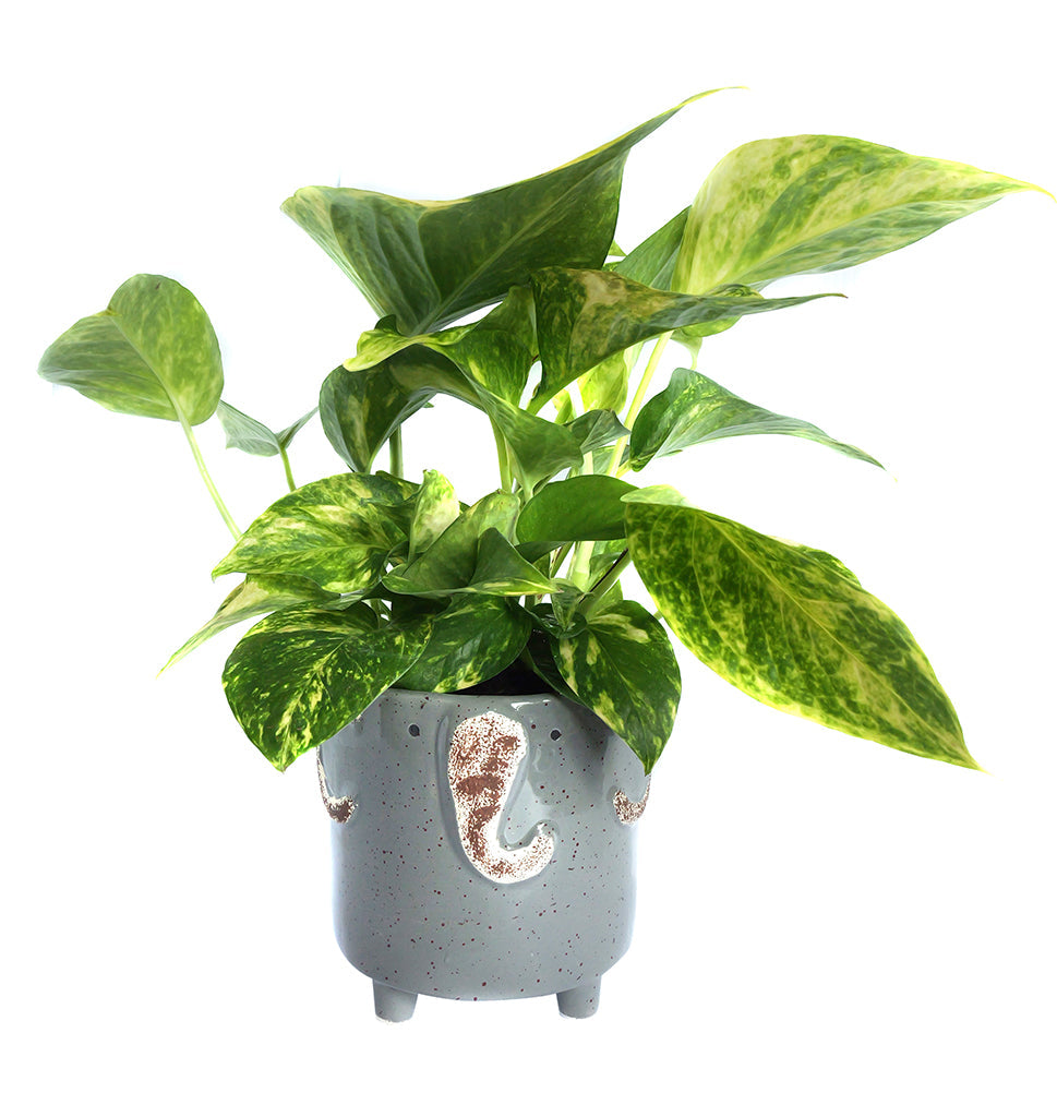 Assorted Tropical Foliage in Animal Pot 5"