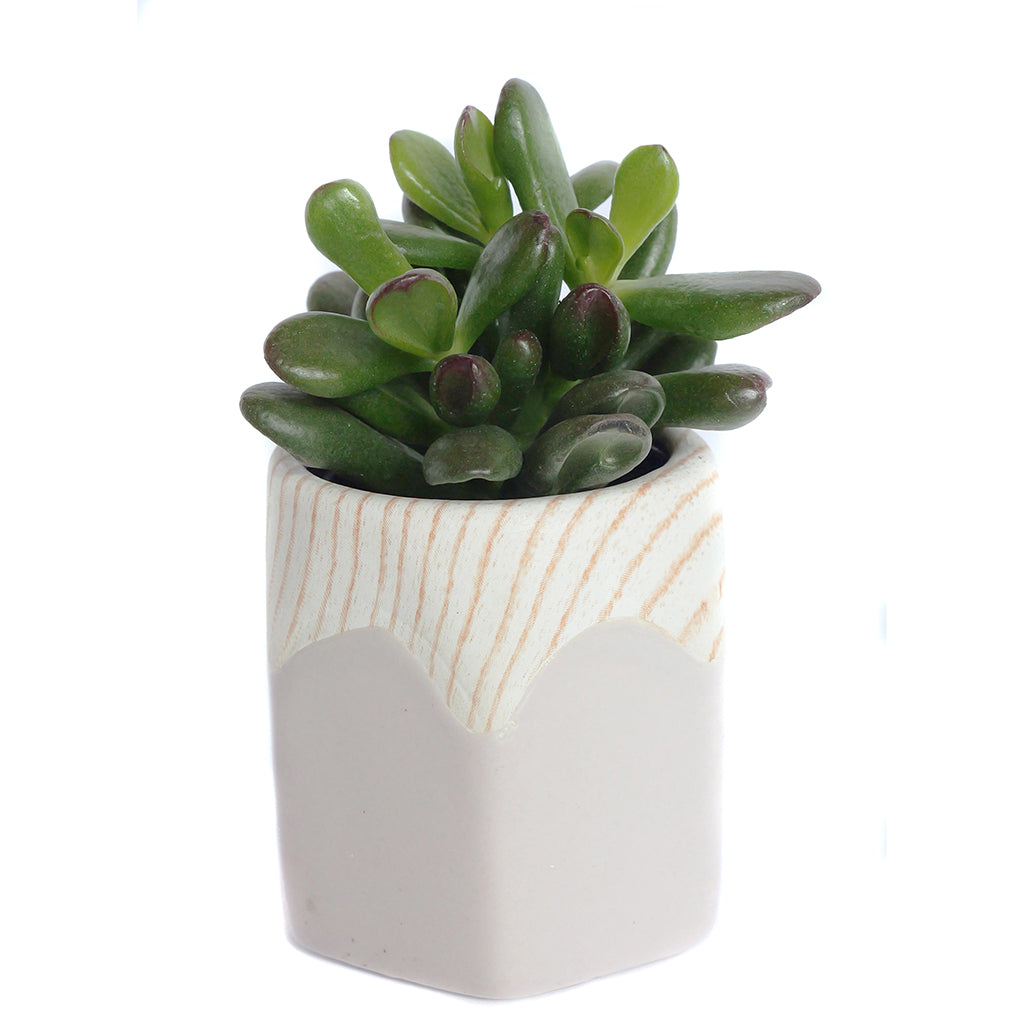 Assorted Mini Succulents in Penny Ceramic Vase 2.5"