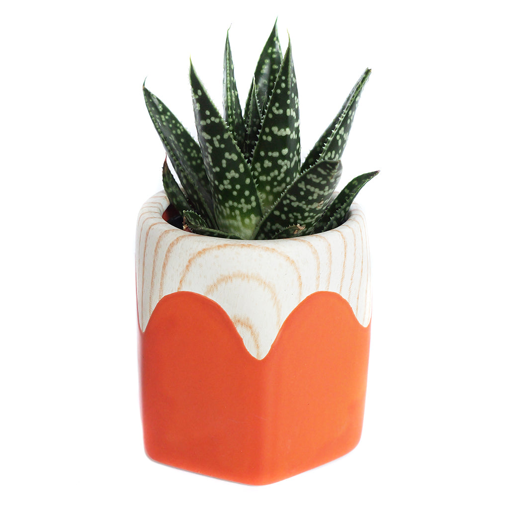 Assorted Mini Succulents in Penny Ceramic Vase 2.5"