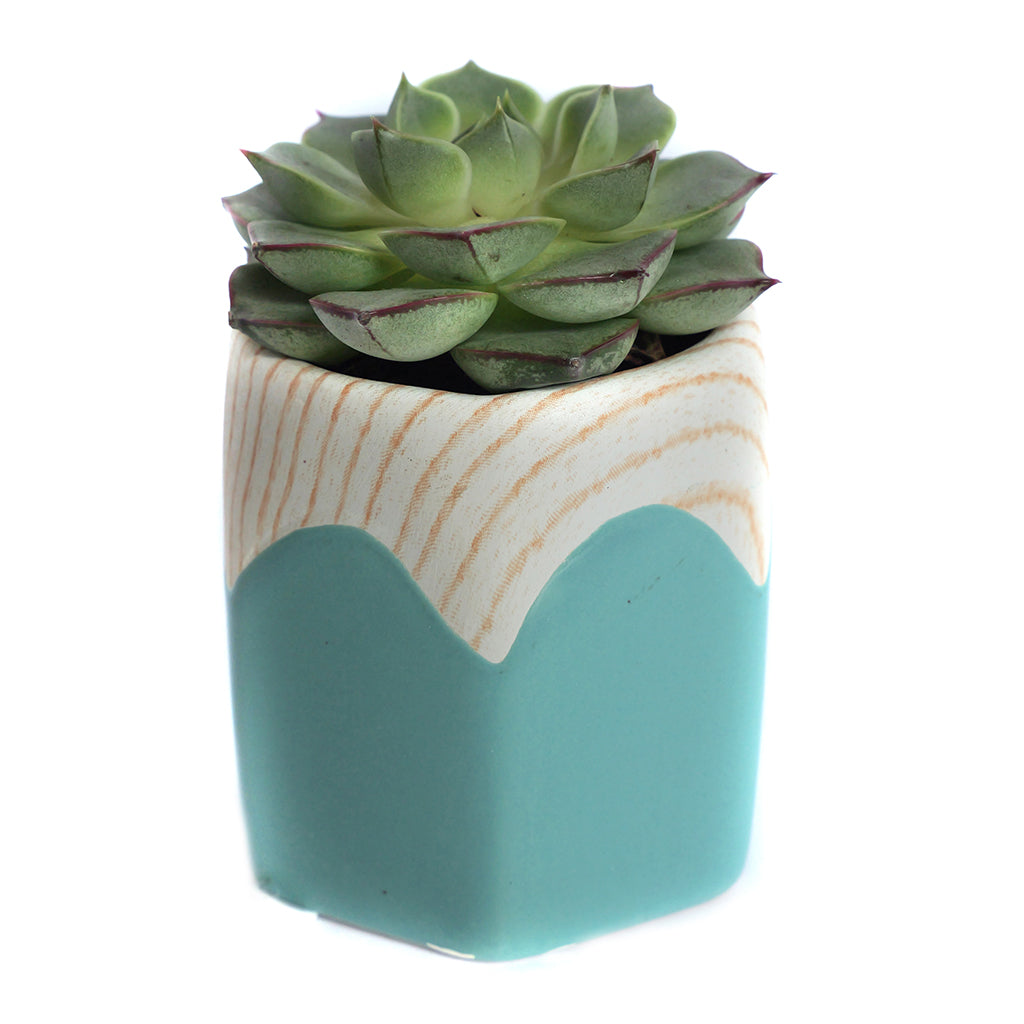 Assorted Mini Succulents in Penny Ceramic Vase 2.5"