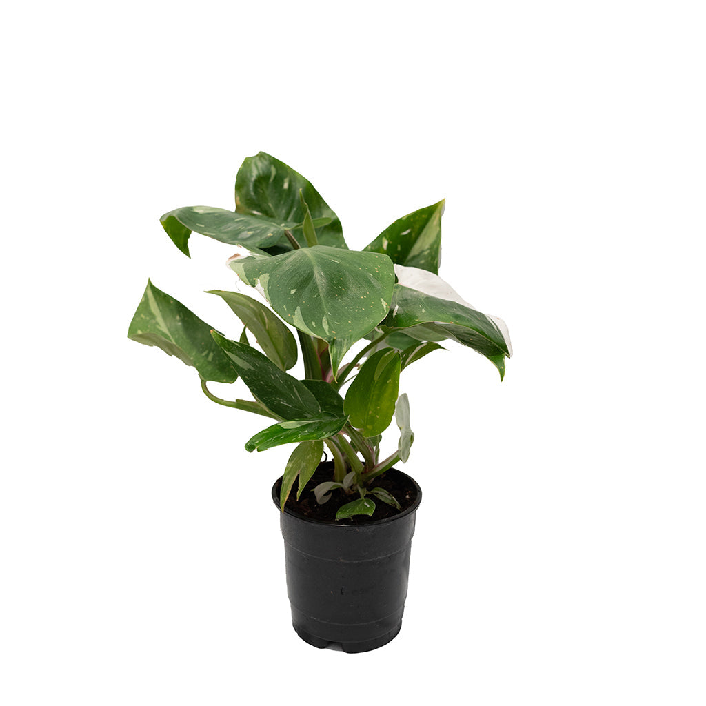 Philodendron White Princess 5&quot;