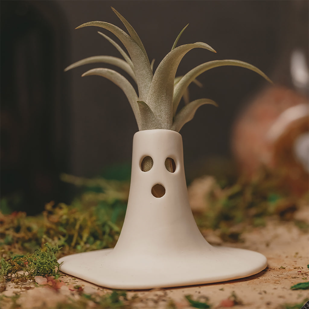 The Scream Tillandsia 2.5"
