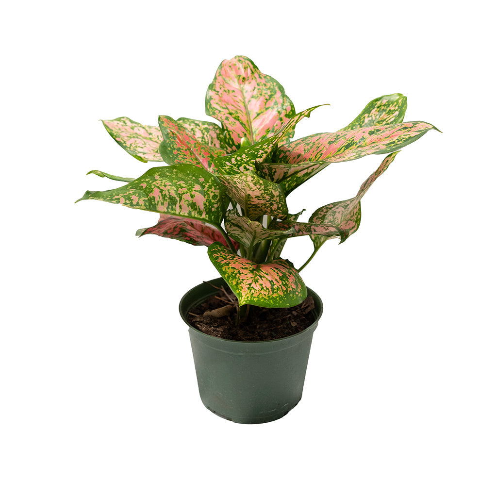 Aglaonema/Chinese Evergreen 'Ruby Ray' 6"