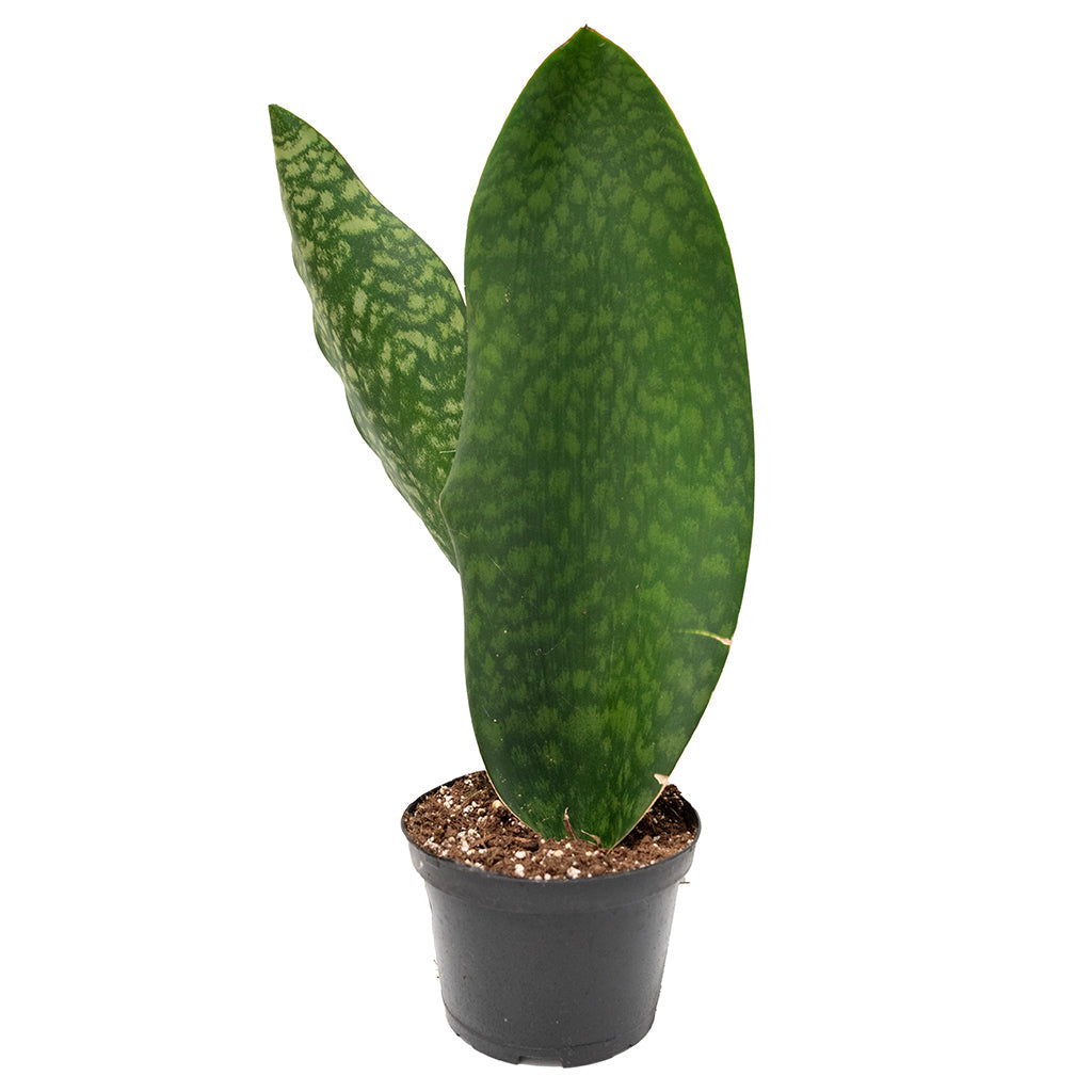 Sansevieria/Snake Plant 'Whale Fin' 6"