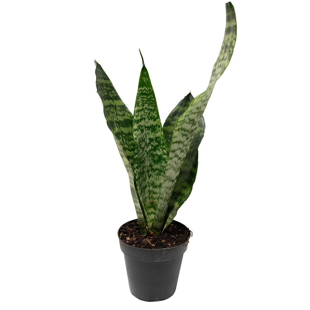 Sansevieria/Snake Plant &#39;Coral&#39; 4&quot;