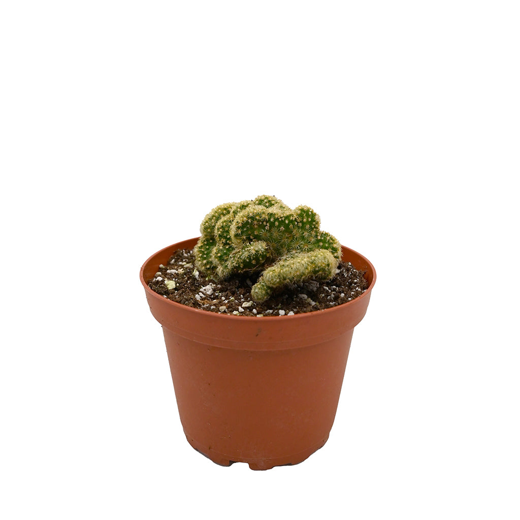 brain succulent for sale Brain Cactus 4"