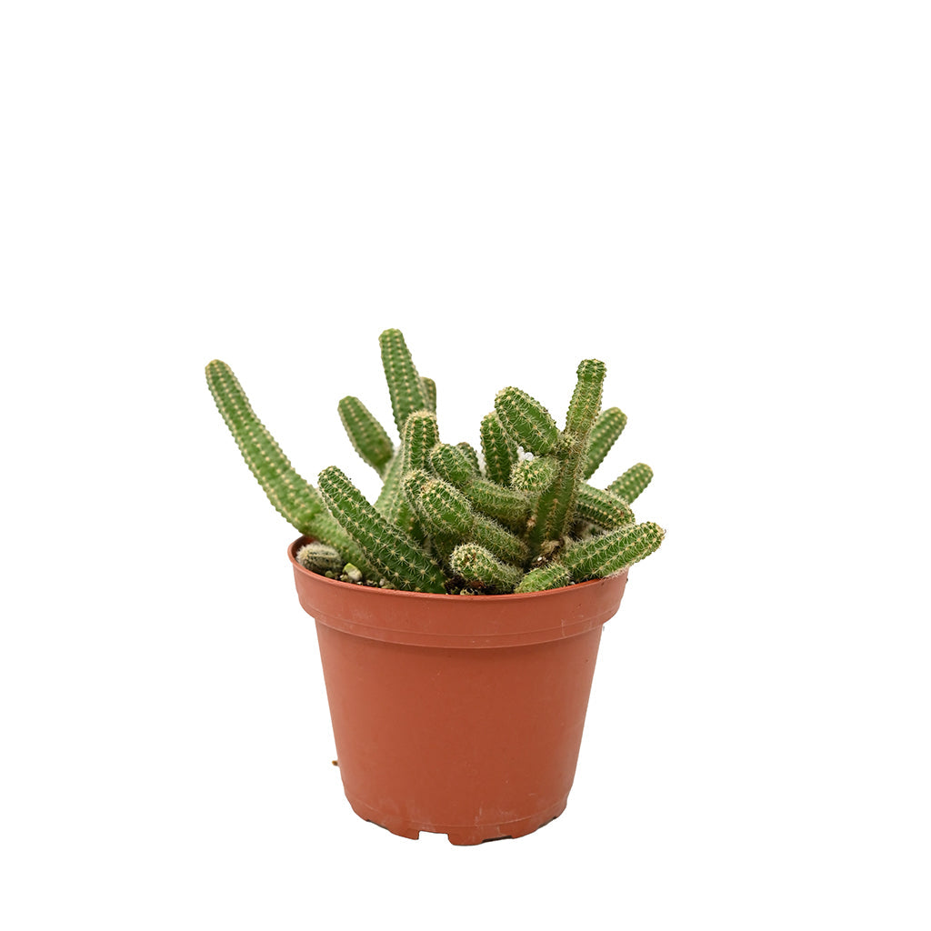 types of peanut cactus Peanut Cactus 4"