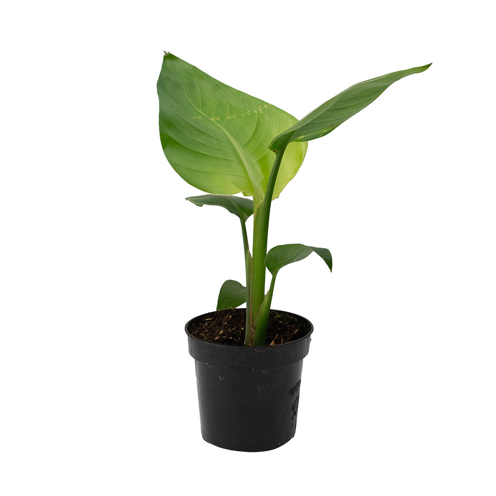 Strelitzia Nicolai/Bird Of Paradise Orange 4"