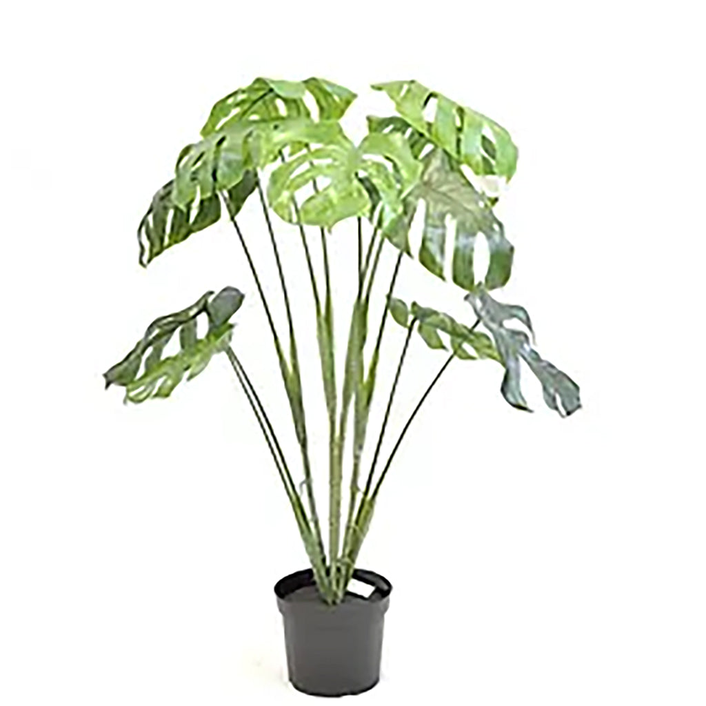 Monstera Leaf Everlasting Plant 37" Everlasting