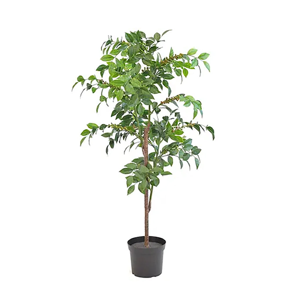 Coffee Tree Green 48in Everlasting