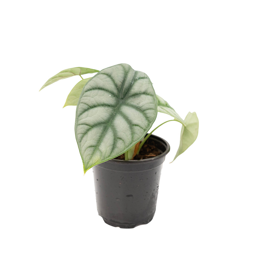 Alocasia Dragon Scale 4"