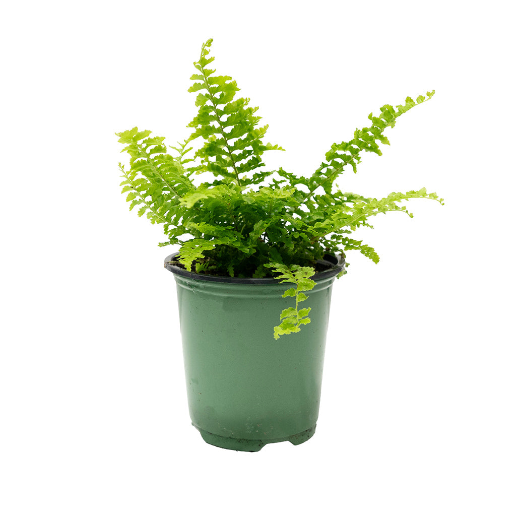 Nephrolepis Exaltata/Fluffy Ruffle Fern 4"